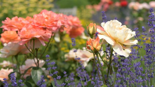 Rosen und Lavendel in voller Blüte