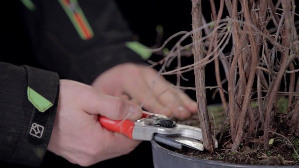 Detailaufnahme: Gartenberater schneidet einen Strauch