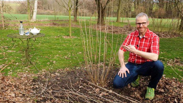 Gartenberater Philippe Dahlmann neben einer Schwarzen Johannisbeere nach dem Schneiden.