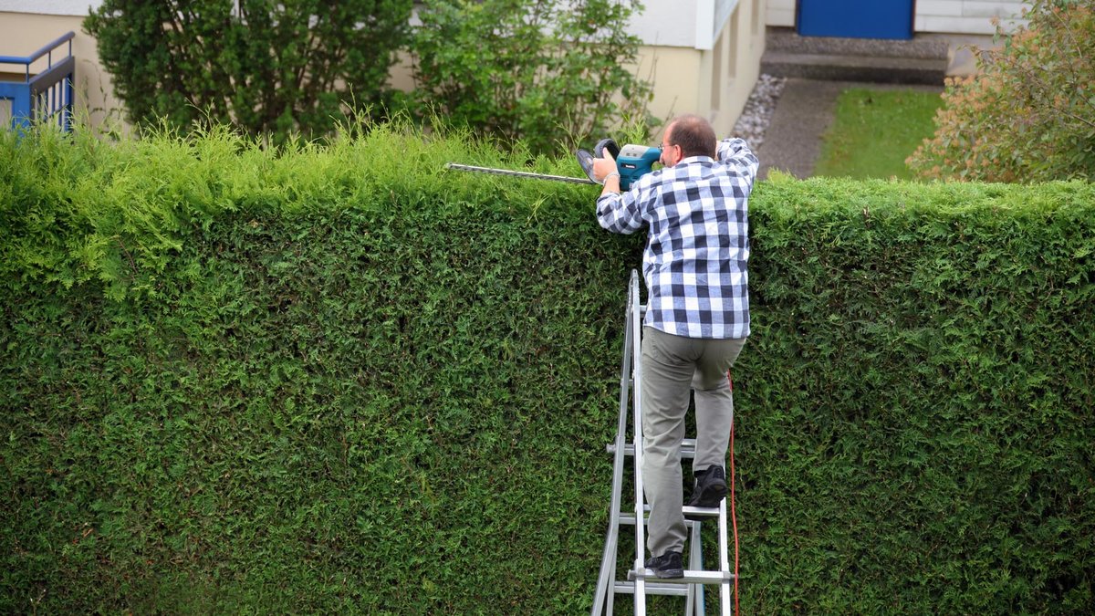 Mann will die Hecke des Nachbarn schneiden.