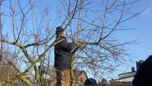 Person beim Obstbaum schneiden 